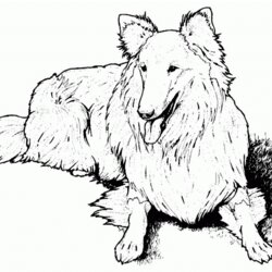 Preeminent Free Printable Dog Coloring Pages For Kids Puppy Collie Realistic Fluffy Print Color Dogs Border