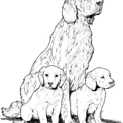 Very Good Dog Breed Coloring Pages Golden Retrievers