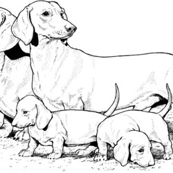 Fine Dog Breed Coloring Pages Dachshund Dogs Puppies Realistic Sheets Printable Print Puppy Book Color