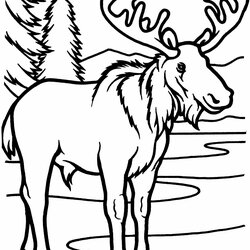 Swell Free Printable Moose Coloring Pages For Kids