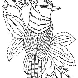 Coloring Pages Free Com Printable To Bird Paradise Dementia Bobolink