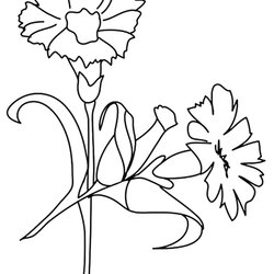 Exceptional Free Printable Flower Coloring Pages For Kids Best Carnation Flowers Color Print Scarlet