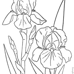 Splendid Free Printable Flower Coloring Pages Home