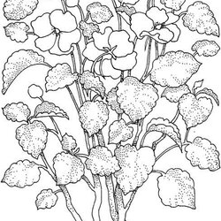 High Quality Free Printable Flower Coloring Pages For Kids Best