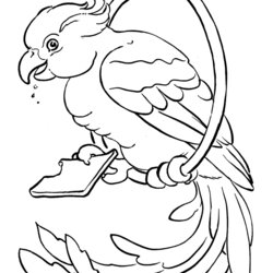 The Highest Quality Free Printable Parrot Coloring Pages For Kids Pictures
