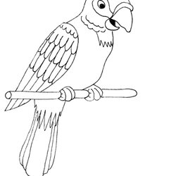 Terrific Free Printable Parrot Coloring Pages For Kids Animal Place Parrots Color Birds Page Images