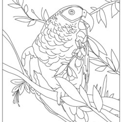 Tremendous Free Parrots Coloring Pages For Download Printable Parrot Page