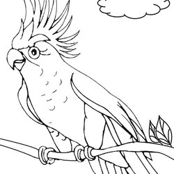 Wizard Printable Parrot Coloring Pages For Kids Print Birds Bird Drawing Adults Cocktail Color Sheets
