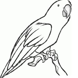 Free Printable Parrot Coloring Pages For Kids Animal Place Sketch Drawing Macaw Cute Step Colouring Colour