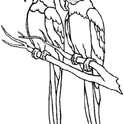The Highest Standard Parrot Coloring Pages Parrots Color Drawing Colouring Animal