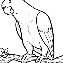 Peerless Free Printable Parrot Coloring Pages For Kids Cute