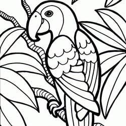 Matchless Free Printable Parrot Coloring Pages For Kids Birds Colouring Parrots Print Bird Color Painting