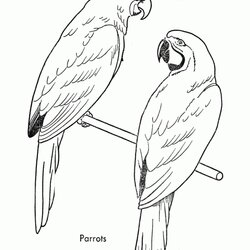 Superior Get This Online Parrot Coloring Pages Bird Kids Printable Sheet Birds Animal Drawing Parrots Print