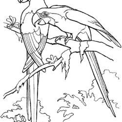 Supreme Free Printable Parrot Coloring Pages For Kids Parrots Page