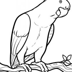 Preeminent Get This Free Parrot Coloring Pages Drawing Birds Easy Drawings Parrots Color Kids Draw Fish Bird
