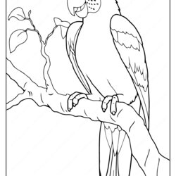 Magnificent Printable Parrot Coloring Pages