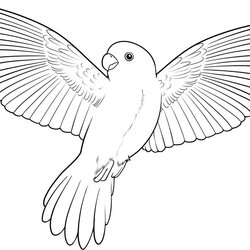 Printable Parrot Coloring Pages Flying Bird Birds Colour Drawing Draw Drawings
