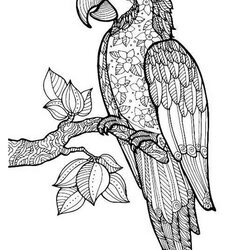 Cool Parrot Coloring Pages For Adults Book Parrots Ara Barbara