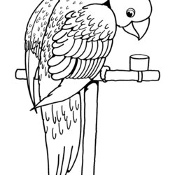 Exceptional Free Printable Parrot Coloring Pages For Kids