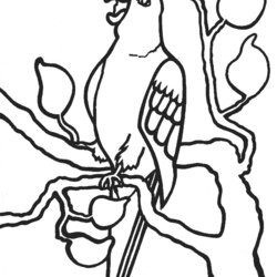 Outstanding Free Printable Parrot Coloring Pages For Kids Colouring Tree Colour Drawing Parrots Cartoon Color