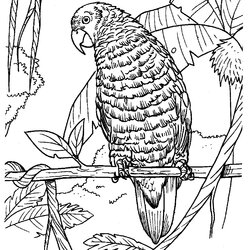 High Quality Free Printable Parrot Coloring Pages For Kids Animal Place Parrots Planet Color Earth Book