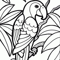 Super Parrot Coloring Pages Printable Print Adults
