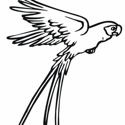 Sterling Free Printable Parrot Coloring Pages For Kids Flying Drawing Bird Parrots Book Fly Animal Page