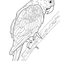 Free Printable Parrot Coloring Pages For Kids Of