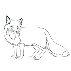 Fantastic Cute Fox Coloring Pages At Free Printable Color Baby Foxes Print