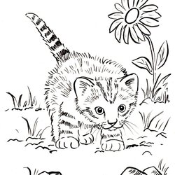 Fantastic Kitten Coloring Page Art Starts