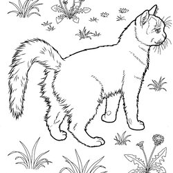 Very Good Free Printable Kitten Coloring Pages For Kids Best Cute Older