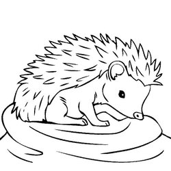 Hedgehog Coloring Pages Baby Cute Drawing Hedgehogs Sheets Line Color Thirsty Colouring Printable Kids Beluga