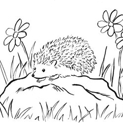 Magnificent Hedgehog Coloring Page Art Starts