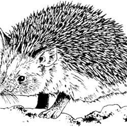 Eminent Free Hedgehog Coloring Pages Animals Printable Cute Colouring Drawing