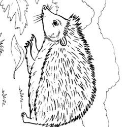 Hedgehog Coloring Pages To Download And Print For Free Color Animal Animals Kids Sheets