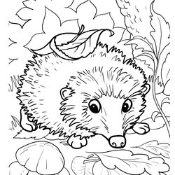 Spiffing Hedgehogs Free Printable Coloring And Activity Page For Kids Hedgehog Pages Fall Funny
