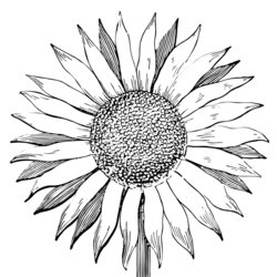 Fine Flower Coloring Sheets For Girls And Boys All Sunflower Drawing Line Sheet Background Transparent