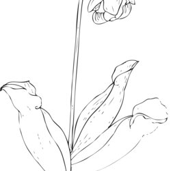 Free Printable Flower Coloring Pages For Kids Best Flowers Color To