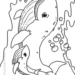 High Quality Sea Creatures Drawing At Free Download Coloring Pages Printable Animal Animals Life Creature