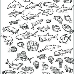 Exceptional Deep Sea Creatures Coloring Pages At Free Download Animals Underwater Ocean Printable Color