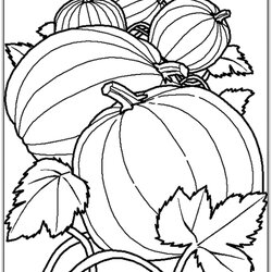 Superb Print Download Pumpkin Coloring Pages And Benefits Of Drawing For Kids Stumble Printable Harvest