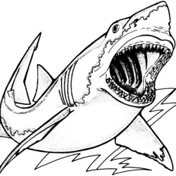 Swell Coloring Pages Shark Free And Printable