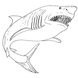 Fantastic Free Printable Shark Coloring Pages For Kids Animal Place Great Drawing Mouth Open Color Print Bull
