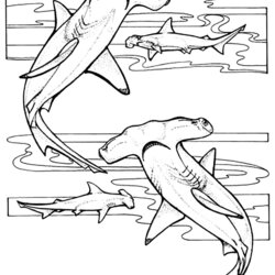 The Highest Quality Free Printable Coloring Pages Sharks For Children