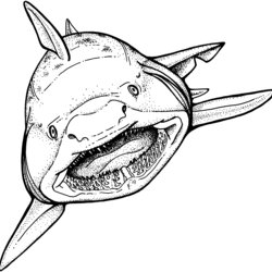 Very Good Free Printable Shark Coloring Pages For Kids