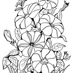 Excellent Pin On Egg Patterns Floral Coloring Pages Adult Adults Petunia Flower Drawing Petunias Printable
