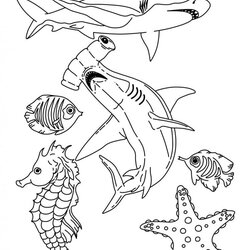 Sea Creature Coloring Page Animals Horse Black White Outline