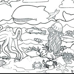 Great Sea Creatures Coloring Pages At Free Download Under