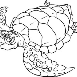 Superlative Sea Animals Coloring Pages For Kids Home Creatures Popular