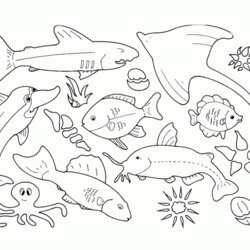 Exceptional Printable Sea Creatures Coloring Home Pages Kids Life Popular